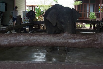 這隻小笨象讓人付錢合照的，這個size讓我想起 Tom Yum Gong 電影內的小象康仔呀！