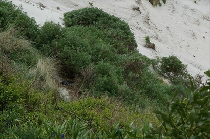 Yellow eye Penguin in middle of bushes. You have to concentrate and will see it