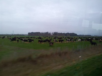 沿途上,不段看見很多牛牛及羊羊.