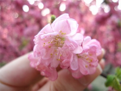 玉渊潭手上的櫻花