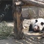 像豬的熊貓