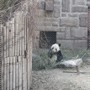 吃竹子的熊貓