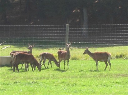 這些鹿兩眼直盯著我們，稍稍動作，牠們則會跑開