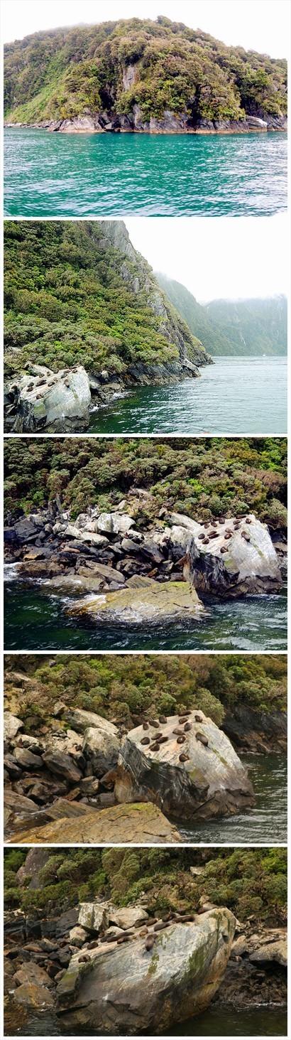 Milford sound wildlife - 數十隻海豹只懂懶洋洋地躺在岩石上