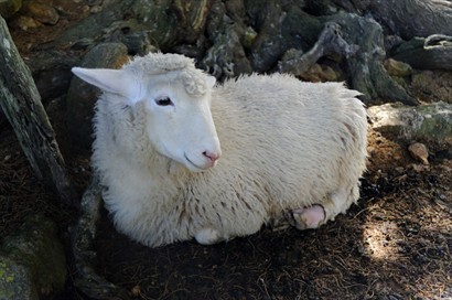 受傷了的小羊Ruby，要和其他羊分開