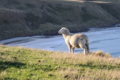 山坡上的羊，地勢很險要，導遊也不知牠們如何走上去