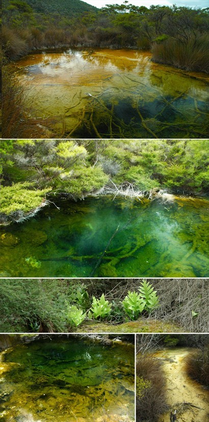 枯木落入某些熱泉，表面也會鈣化，強酸的泉水透出幽幽的綠