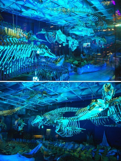 其他的鯨魚骨骼標本則集中在一個藍光為主調的房間內