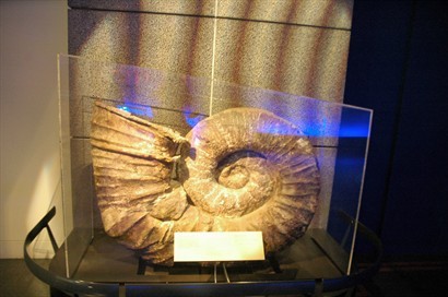 巨大的菊螺化石