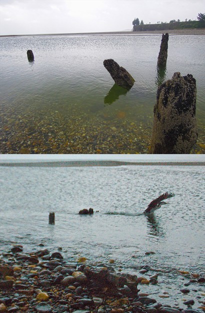 Golden Bay不再清澈見底，晶瑩的水面不見了，餘下雨點與水鳥劃破海面