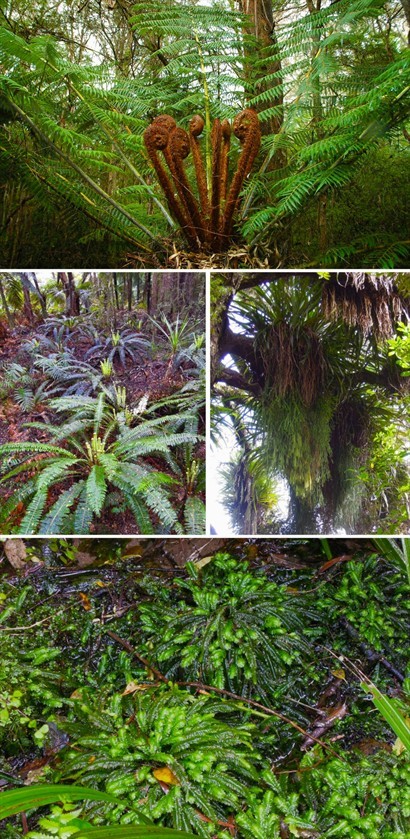 園內像熱帶雨林，大樹的枝幹佈滿附生植物，雨水混和露水，從樹梢葉尖源源滴下