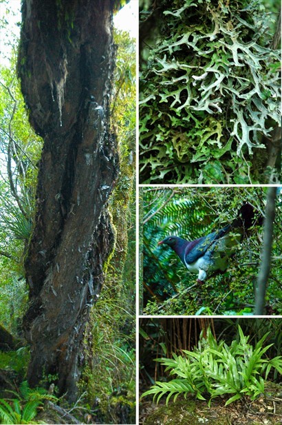 扭曲交纏的枝幹上，佈滿地衣及蕨類，野鳥在樹上棲息