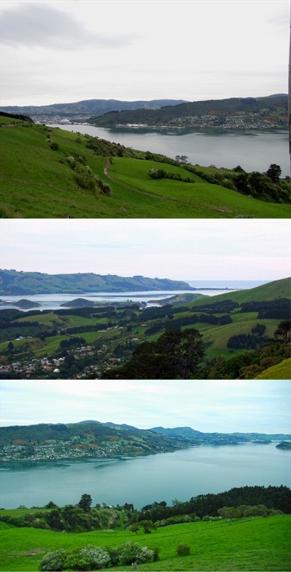 Otago半島，形成一個天然海岬，不少野生動物以此為家，其中向著Dunedin的一方，更是一個天然的避風港