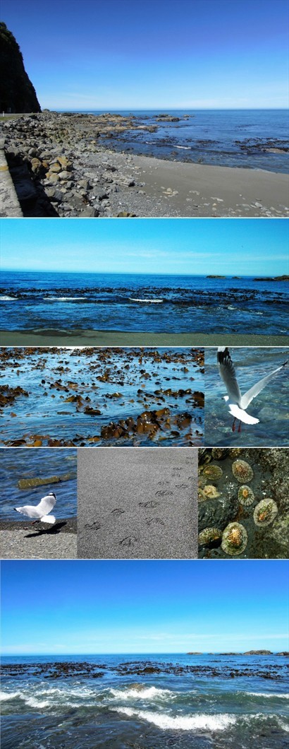 Pacific Coast Highway初段沿海邊而行，巖岸、沙灘、海鷗伴風而行，石上更佈滿小小的鮑魚