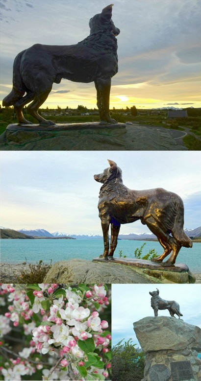 邊境牧羊犬雕像，不分日夜，不理會春夏秋冬，盡忠職守地看守Lake Tekapo