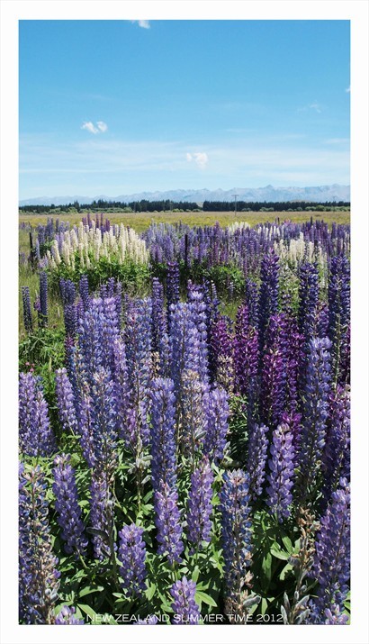 在紐西蘭,當地人並不喜歡魯冰花,稱它為不好的花! 因為它佔據了可用的耕地.