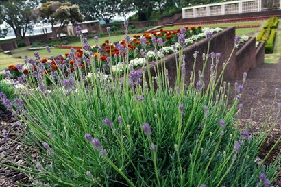 MJ Savage Memorial Park 有很多不同的花草