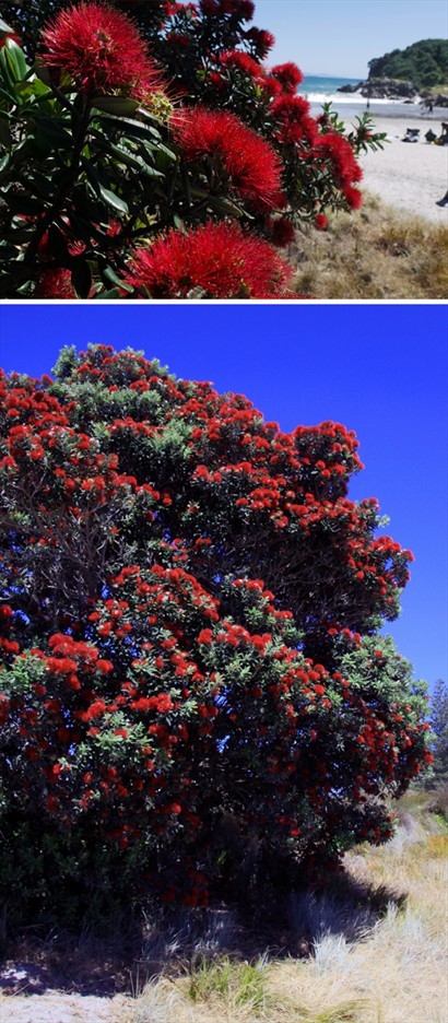 紐西蘭人稱這種樹為聖誕花,因為它接近年尾才開花,而且顏色很有聖誕氣氛.