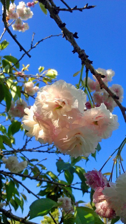 這個櫻花品種的花是向下的.