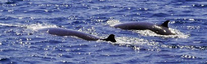 原來是兩母子,由於小鯨每十分鐘要呼吸一次,所以經常貼近水面,很容易找到牠們.