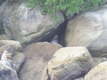 New Zealand fur seals(新西蘭海狗), see it?