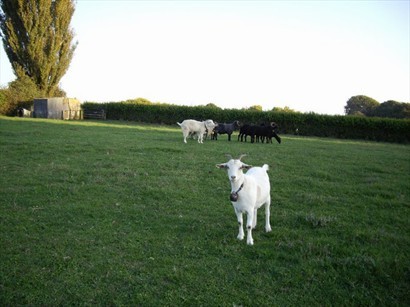 在換宿的農場的小羊, 掛著大鈴鐺, 很可愛