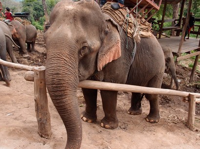 過完吊橋就有一排大象歡迎大家, 亦係上大象的木搭台