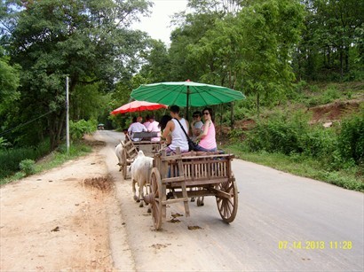 牛車在公路浩浩蕩蕩行駛