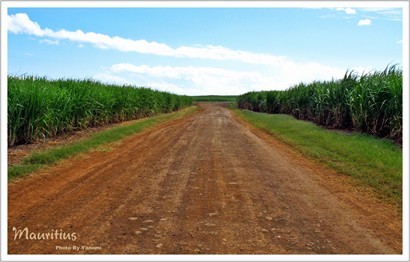 毛里裘斯既蔗田面積非常廣~因為當地最盛產係蔗糖  除左旅遊業~蔗糖業都係當地經濟命脈之一