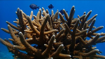 浪中島-珊瑚