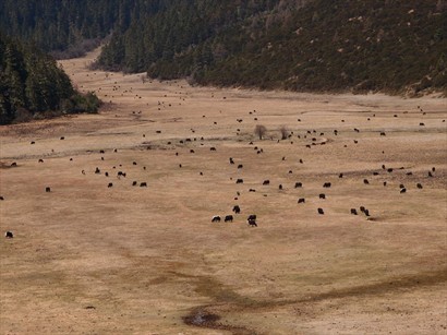 彌里塘牧場內有好多野生動物, 如牦牛, 野馬等