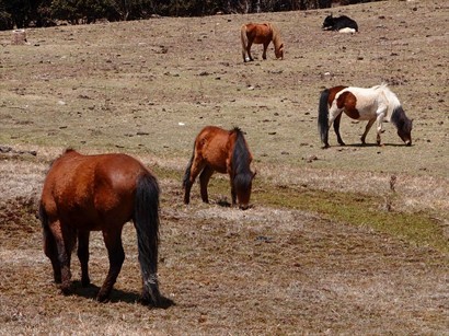 除可享受美麗的風景外, 仲可以近距離見到野馬及牦牛在吃草
