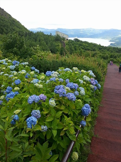 上山的步道種滿了漂亮的花