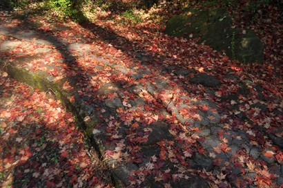 深秋時份，紅葉大多已急不及待回歸大地。