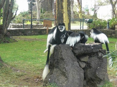 北方黑白疣猴