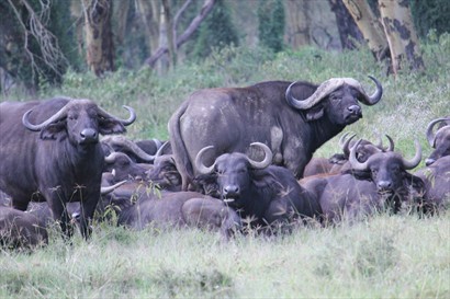 非洲水牛African Buffalo（朋友照片）
