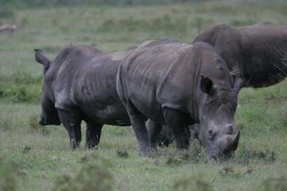 犀牛Rhinoceros（導師照片）