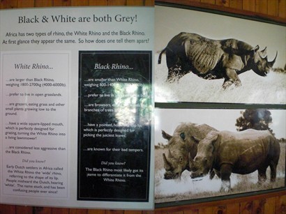 黑、白犀牛的分別