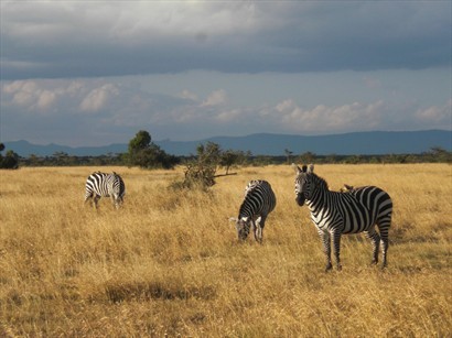 經常在草原看到一群犀斑馬