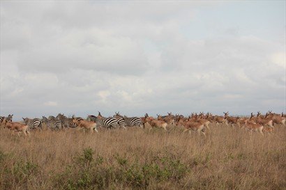 被獅子虎視眈眈的斑馬及東非黑面狷羚（朋友照片）