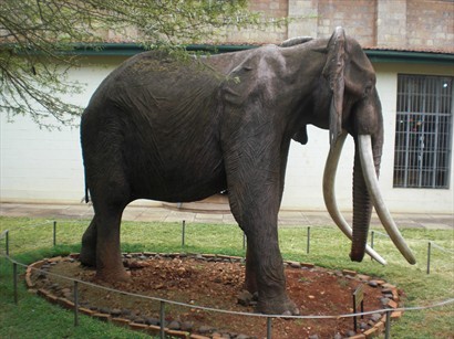 肯亞象徵性動物「大象Ahmed」