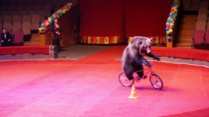 馬戲團裡面不准影相, 黑熊踏單車真係太厲害, 忍不住拍了一張