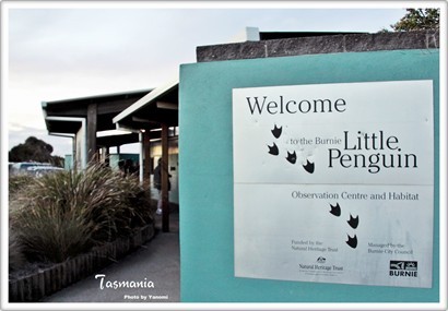 Boardwalk盡頭"The Little Penguin Observation Centre"