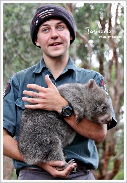 "Wombat"(袋熊)