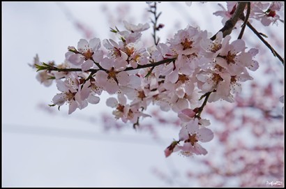 這棵桃花樹長得很高很大，花兒開得很燦爛。
