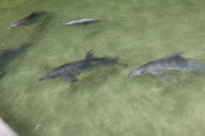野生海豚開始遊來到沙灘