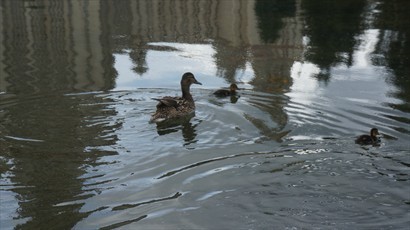 鴨子在莫斯科大學校園水池暢泳，莫斯科大學倒影隱約可見