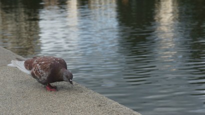鴿子在池邊悠然覓食