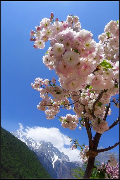 淺色品種的櫻花。