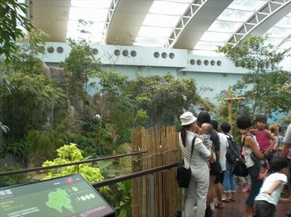 大熊貓森林